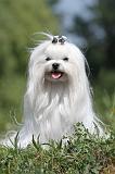 BICHON MALTAIS 003